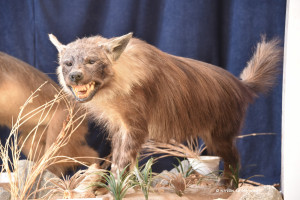 Ausgestopfte braune Hyäne